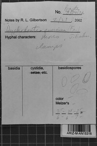 Hyphodontia quercina image