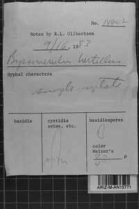 Byssomerulius hirtellus image