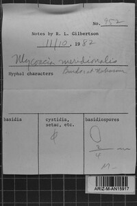 Mycoacia meridionalis image