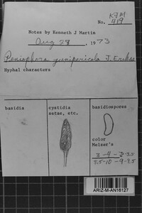 Peniophora junipericola image