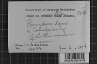 Peniophora lycii image