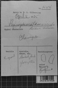 Peniophora tamaricicola image