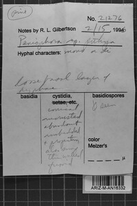 Peniophora pithya image