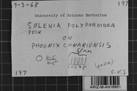 Solenia polyporoidea image