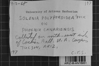 Solenia polyporoidea image