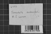 Tomentella lilacinogrisea image