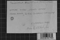Tomentella bryophila image