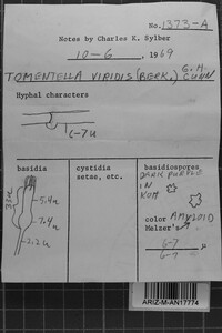 Tomentella viridis image