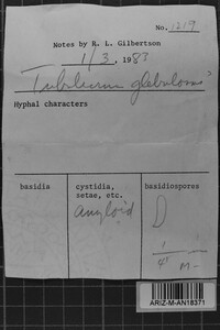 Tubulicrinis gracillimus image