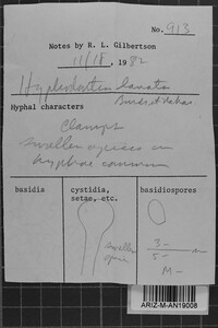 Hyphodontia lanata image