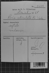 Ceriporia reticulata image
