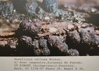 Rosellinia callosa image