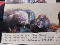 Nectriopsis exigua image