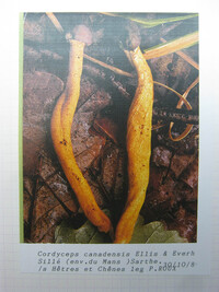 Cordyceps canadensis image