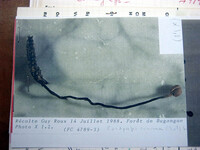Cordyceps cinerea image