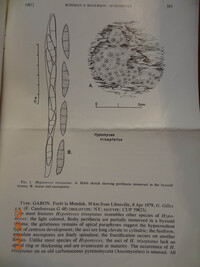 Hypomyces triseptatus image