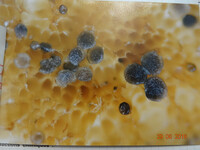 Gelatinopsis geoglossi image