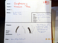 Geoglossum viscosum image