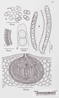 Barria piceae image