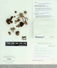Psathyrella alaskaensis image