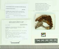Cortinarius brunneotinctus image