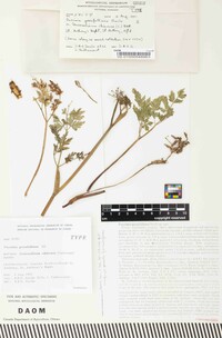 Puccinia grenfelliana image