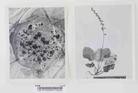 Lophodermium pyrolae image