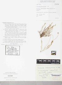 Puccinia brachycomes image