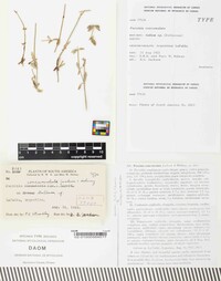 Puccinia concumulata image