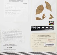 Puccinia perspicabilis image