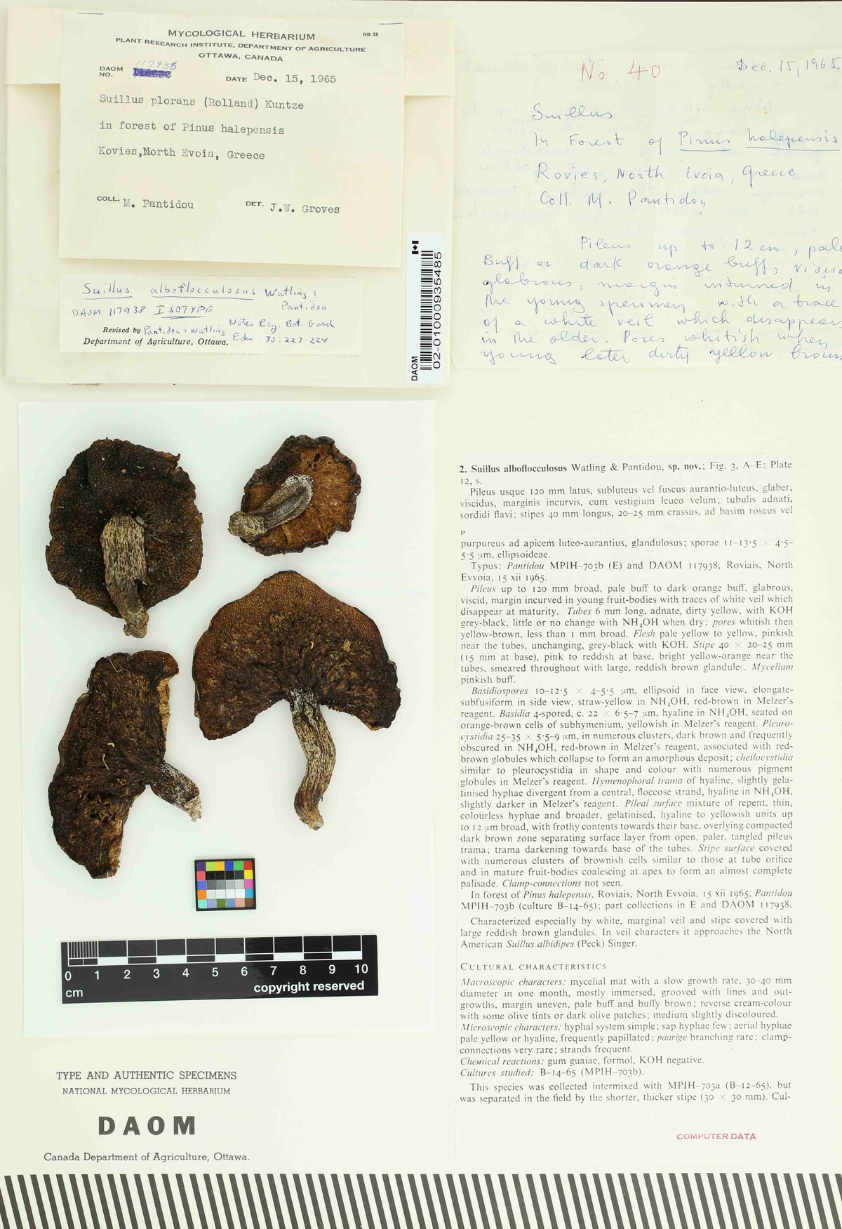 Suillus alboflocculosus image