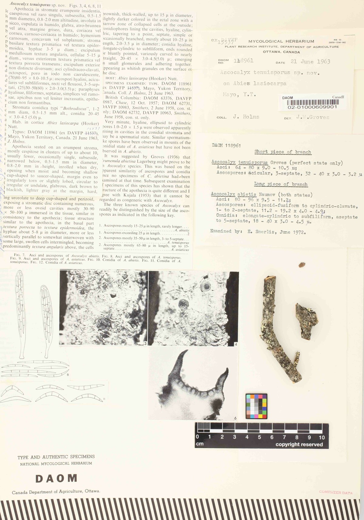 Ascocalyx tenuisporus image