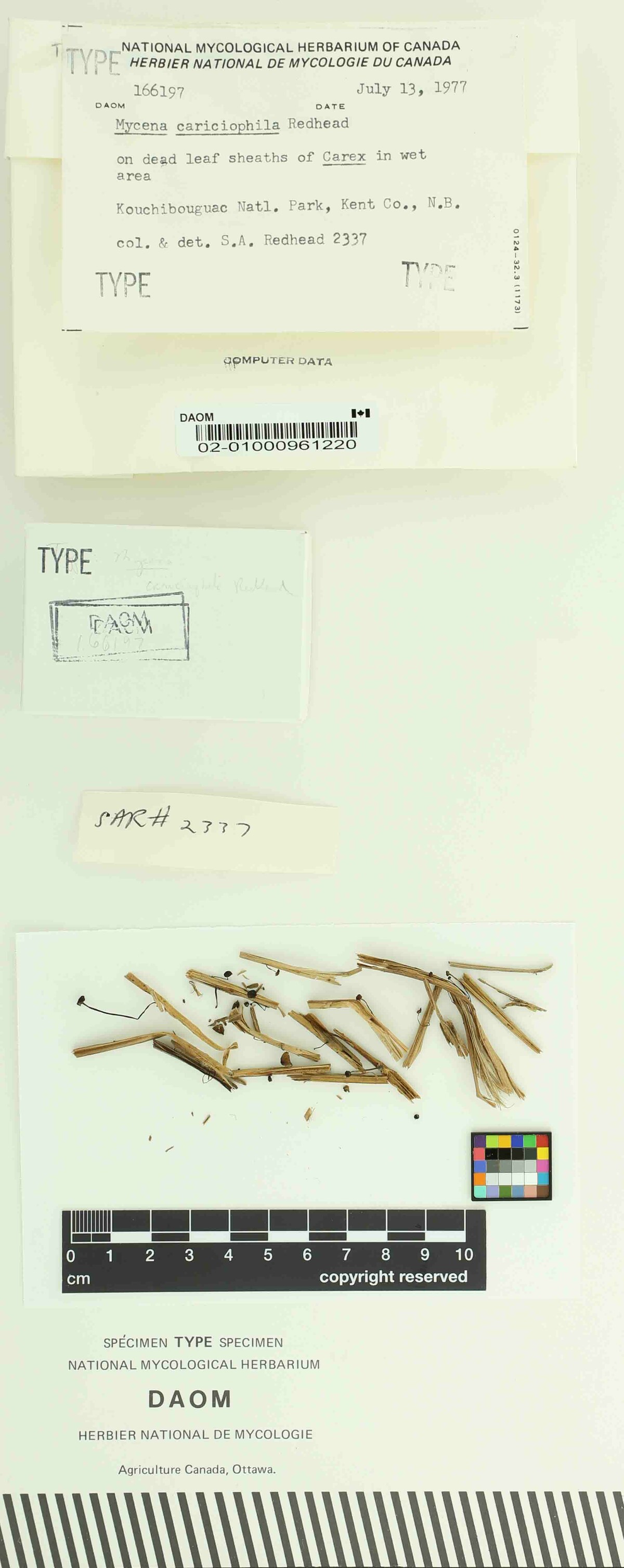 Mycena cariciophila image