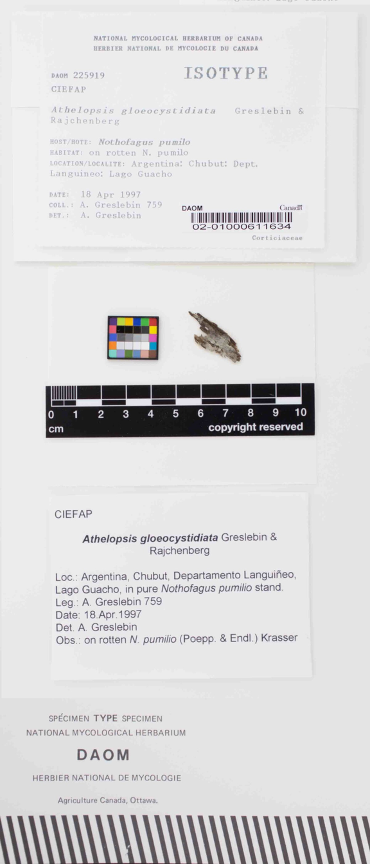 Athelopsis gloeocystidiata image