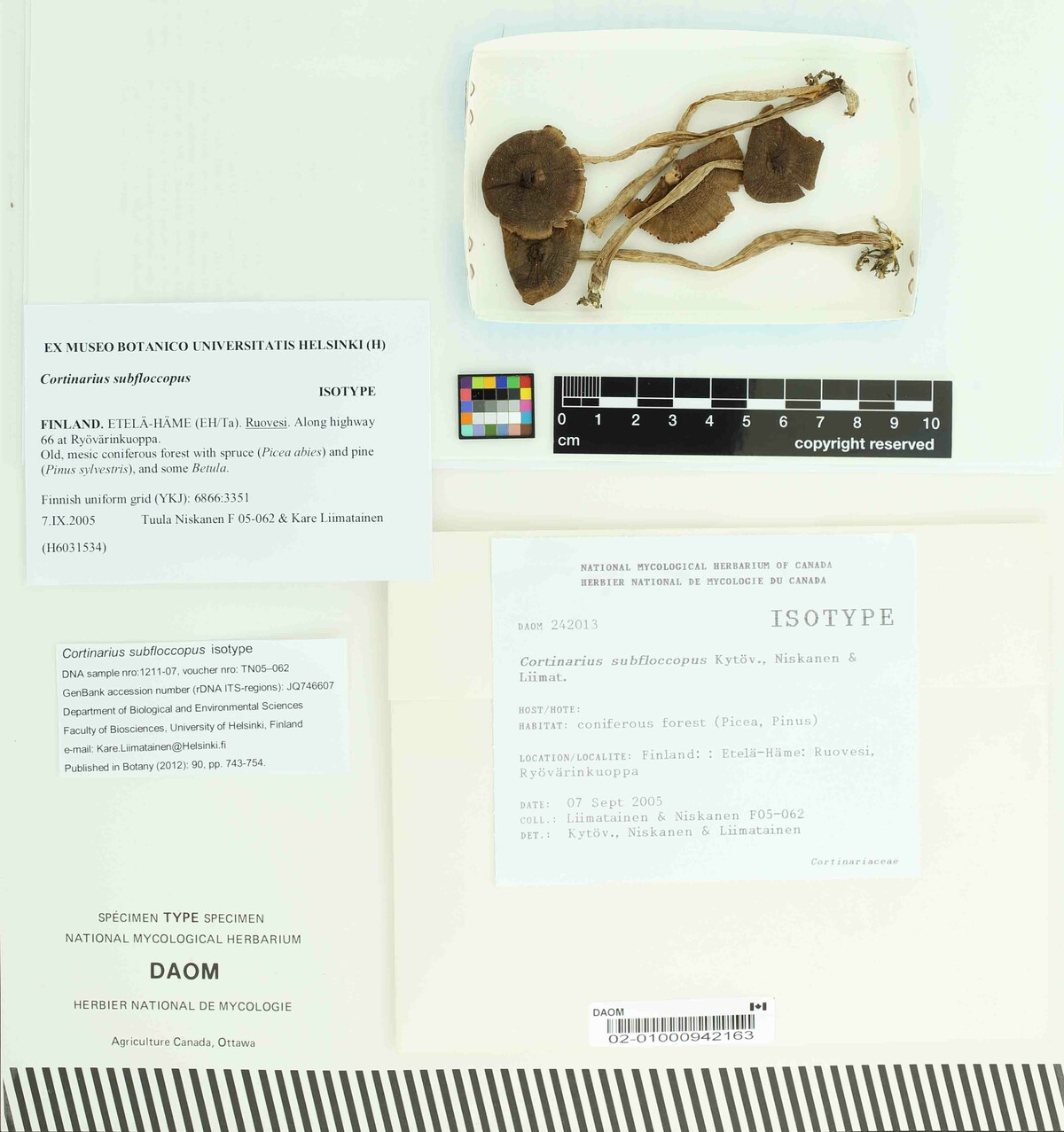 Cortinarius subfloccopus image