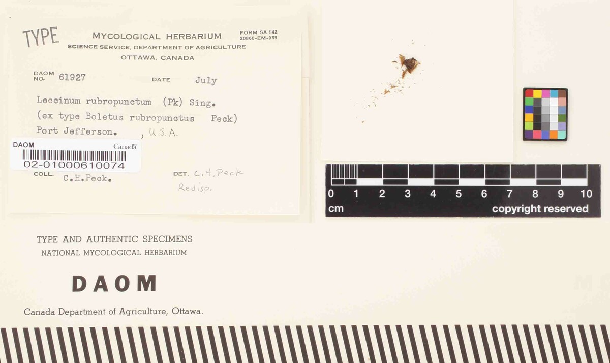 Leccinum rubropunctum image