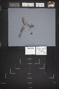 Octospora leucoloma image
