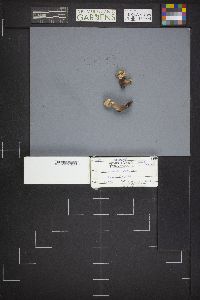 Wynnella silvicola image