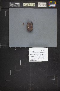 Calvatia cyathiformis f. fragilis image