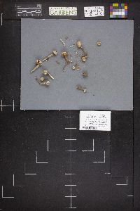 Tulostoma fimbriatum var. campestre image