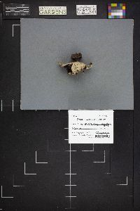 Geastrum pectinatum image