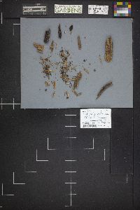 Ombrophila violacea image