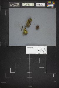 Cheilymenia granulata image