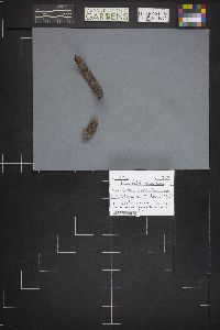 Phaeohelotium carneum image