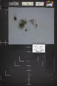 Syzygospora mycetophila image