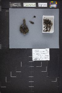 Plectania nannfeldtii image
