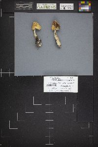 Amanita muscaria var. flavivolvata image