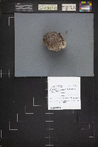 Calvatia cyathiformis image