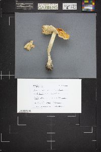 Amanita muscaria var. flavivolvata image