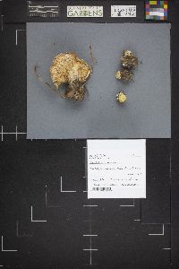 Tricholoma venenatum image